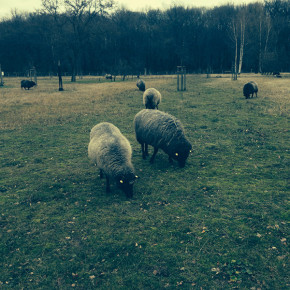 Monatsrückblick Januar